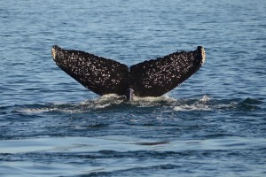 Like fingerprints, unique markings and distinctive trailing edges on the flukes allow researchers to recognize individual whales. Download and use our identification catalog for PWS humpbacks.