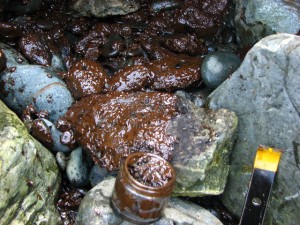 Lingering oil from shallow pit dug in Prince William Sound, 2008. Animals that feed on benthic shellfish and other invertebrates, such as sea otters and Harlequin ducks, showed persistent weakened immune and reduced reproductively associated with high levels of poly aromatic hydrocarbons (PAH) from lingering oil. Photo by Dave Janka from EVOSTC website.
