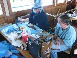 Veterinarians Malcom McAdie and Jeff Proudfoot perform surgery to nonlethally remove a small liver biopsy from a harlequin duck in Prince William Sounds, as part of studies evaluating biomarker indication of continued exposure to lingering Exxon Valdez oil.