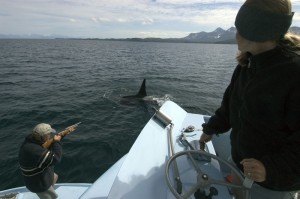 Gulf Watch principal investigator, Craig Matkin, takes a biopsy sample from a killer whale while North Gulf Oceanic Society scientist, Eva Saulitis carefully operates the research boat.