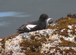 A pigeon guillemot (Cepphus columba) enjoys a meal of forage fish (sandlance or capelin). Pigeon guillemot populations have still not yet recovered to pre-spill levels following the Exxon Valdez oil spill. Photo by Tamara Zeller, USFWS.
