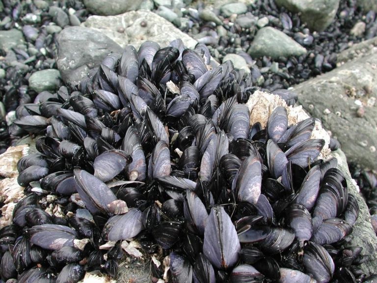 Why Are They Called Bivalves